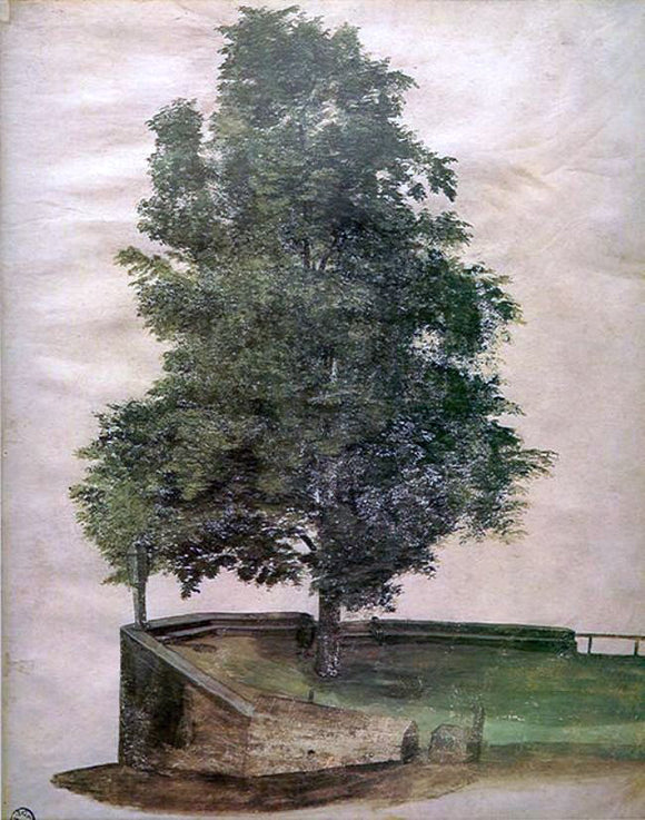  Albrecht Durer Linden Tree on a Bastion - Canvas Art Print