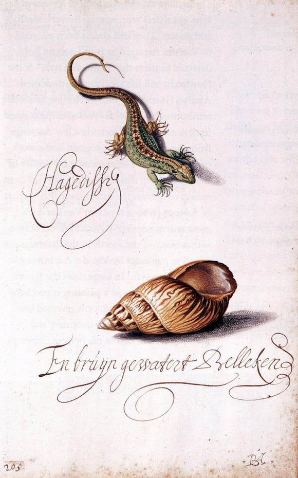 Balthasar Van der Ast Lizard and Shell - Canvas Art Print
