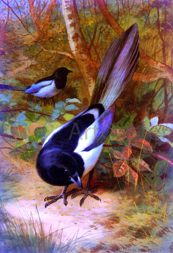  Archibald Thorburn Magpies - Canvas Art Print