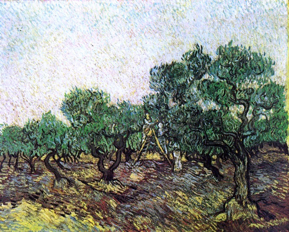  Vincent Van Gogh Olive Picking - Canvas Art Print