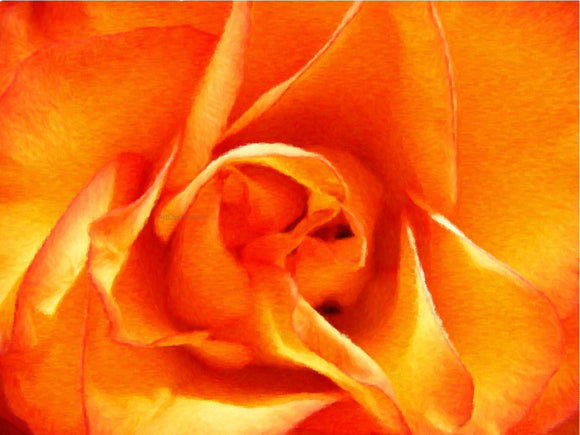  Our Original Collection Orange Rose Closeup - Canvas Art Print