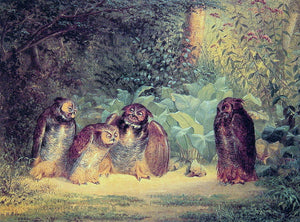  William Holbrook Beard Owls - Canvas Art Print