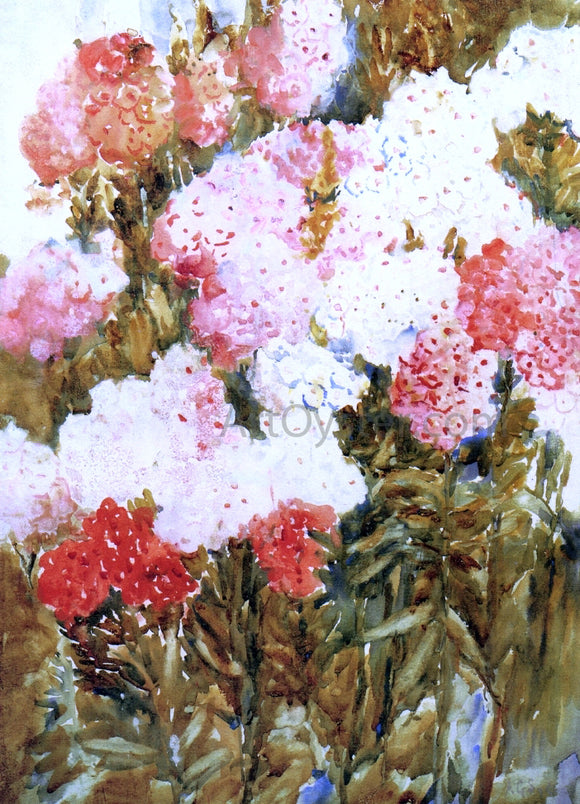 Annie G. Sykes Phlox - Canvas Art Print