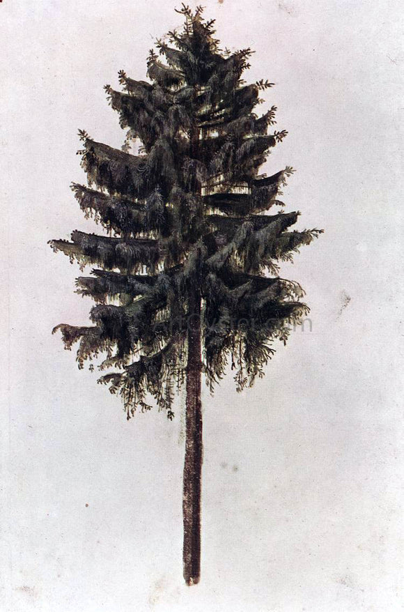  Albrecht Durer Pine - Canvas Art Print