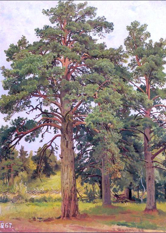  Ivan Ivanovich Shishkin Pine Without Sunshine (etude) - Canvas Art Print