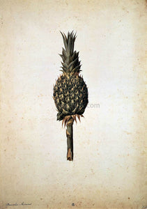  Jacopo Ligozzi Pineapple (Bromelia ananas) - Canvas Art Print
