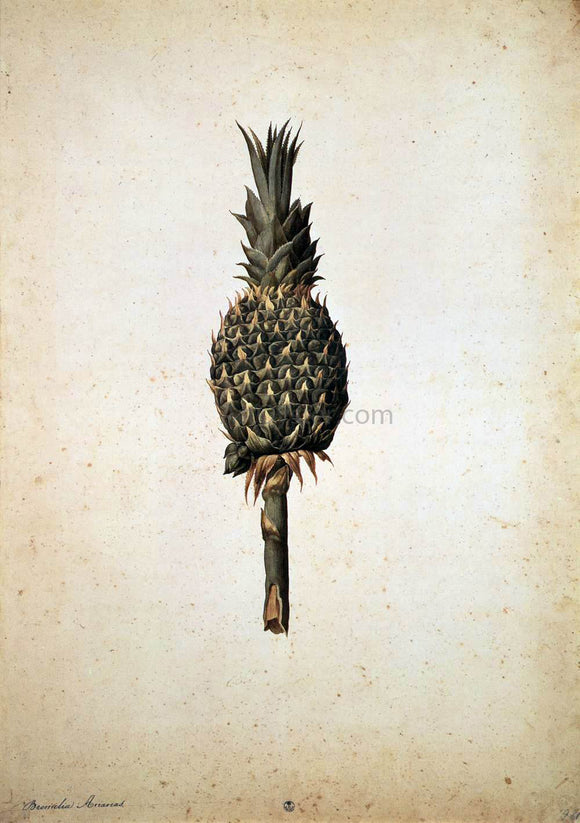  Jacopo Ligozzi Pineapple (Bromelia ananas) - Canvas Art Print