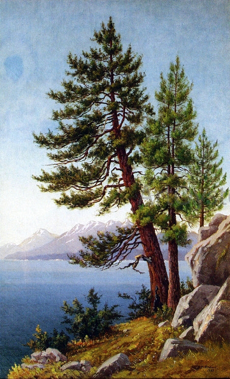  Grafton T Brown Pines, Lake Tahoe - Canvas Art Print