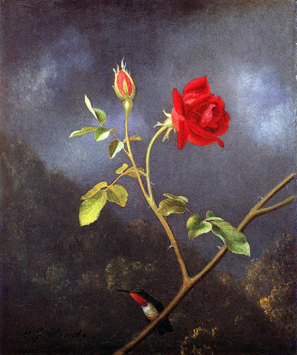  Martin Johnson Heade Red Rose with Ruby Throat - Canvas Art Print
