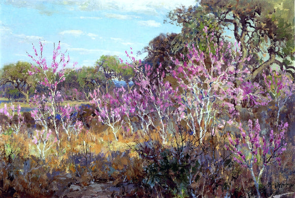  Julian Onderdonk Redbud Tree in Bloom at Leon Springs, San Antonio - Canvas Art Print