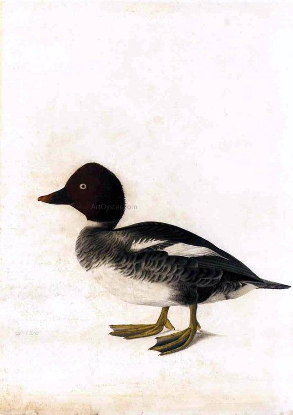  John James Audubon Redhead Duck - Canvas Art Print