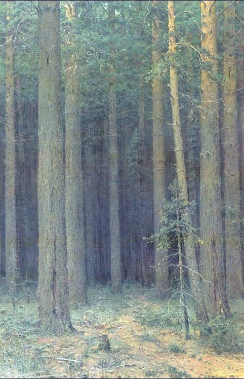  Ivan Ivanovich Shishkin Reserve, Pine Forest - Canvas Art Print