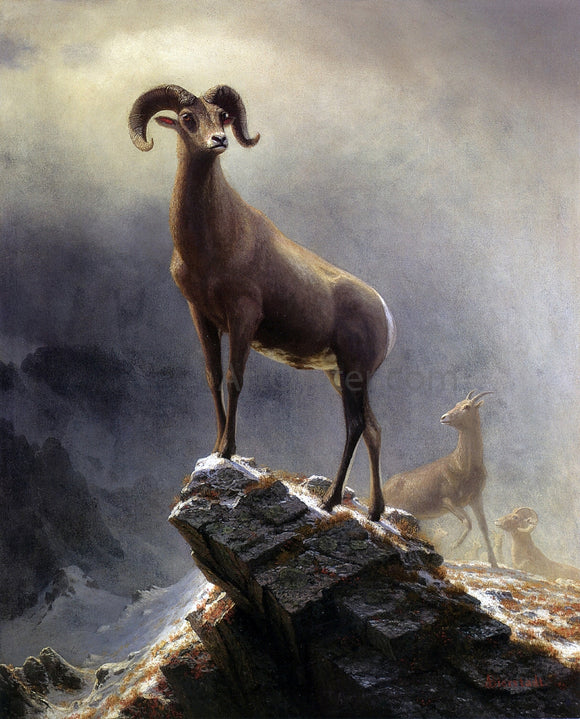  Albert Bierstadt A Rocky Mountain Sheep - Canvas Art Print
