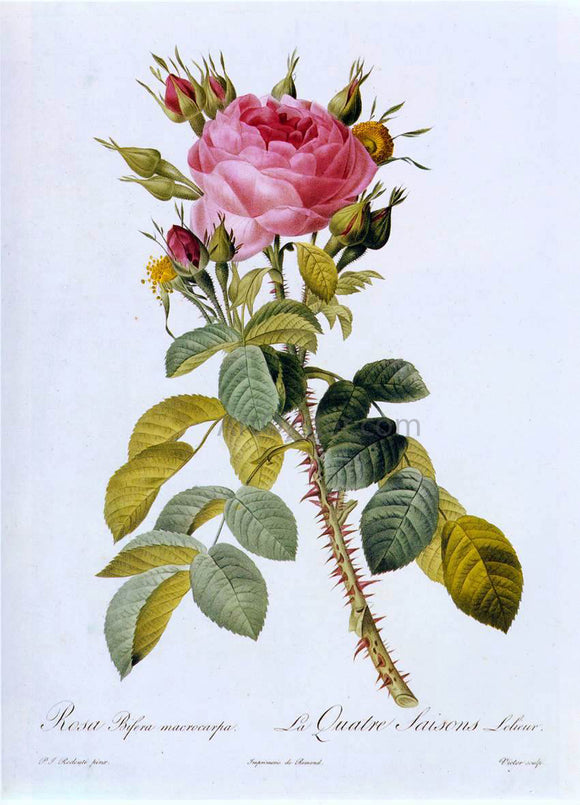  Pierre-Joseph Redoute Rosa Bifera Macrocarpa - Canvas Art Print