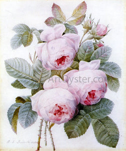  Pierre-Joseph Redoute Roses - Canvas Art Print