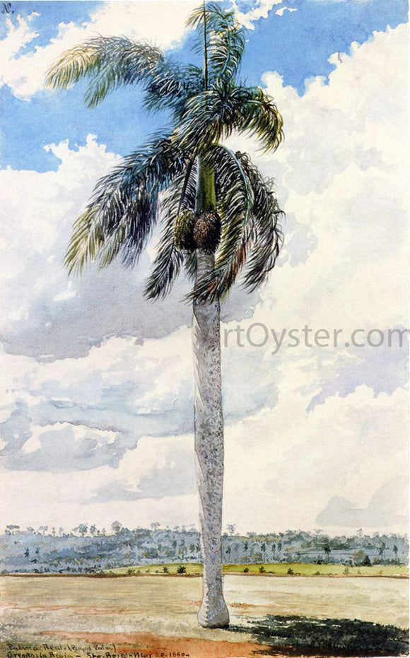  Charles De Wolf Brownell Royal Palm - Canvas Art Print
