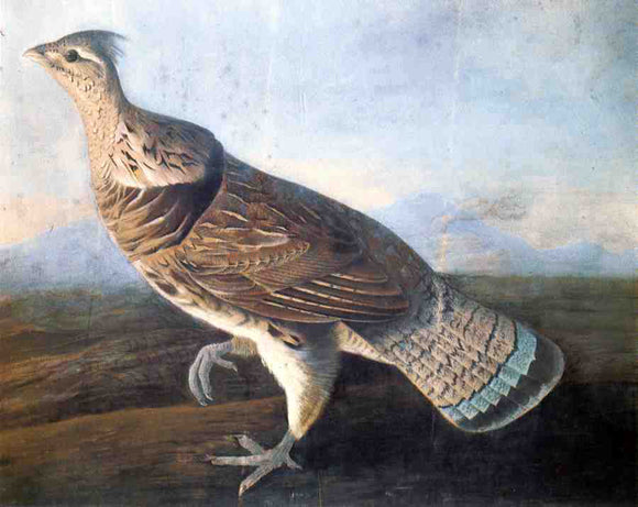  John James Audubon Ruffed Grouse - Canvas Art Print