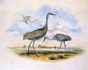  II Titian Ramsey Peale Sandhill Cranes - Canvas Art Print