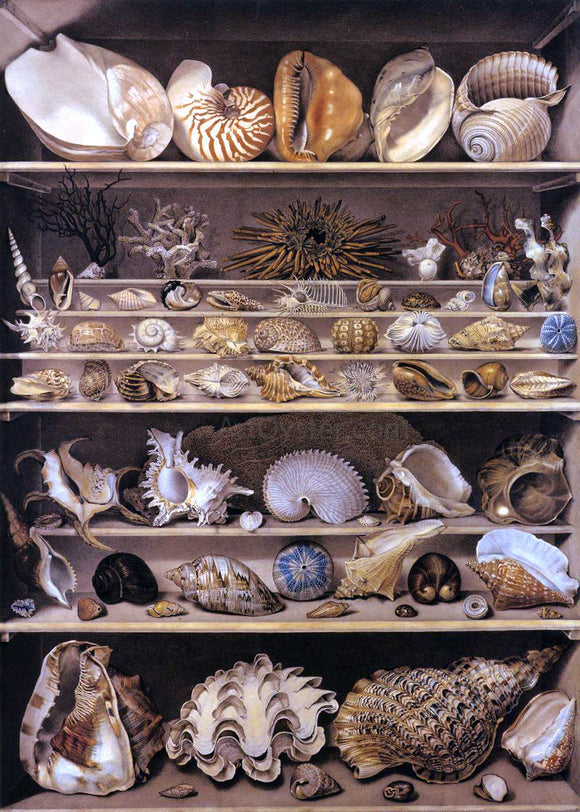  Alexandre-Isidore Leroy De Barde Selection of Shells Arranged on Shelves - Canvas Art Print