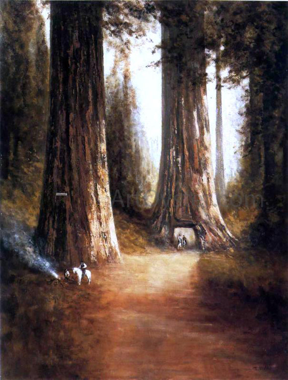  Thomas Hill Sequoia Gigantea - Canvas Art Print
