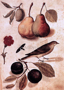  Ulisse Aldrovandi Specimens of Nature - Canvas Art Print