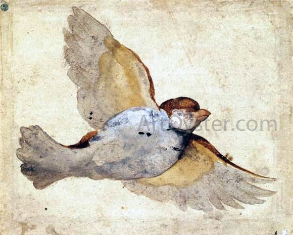  Giovanni Da Udine Study of a Flying Sparrow - Canvas Art Print
