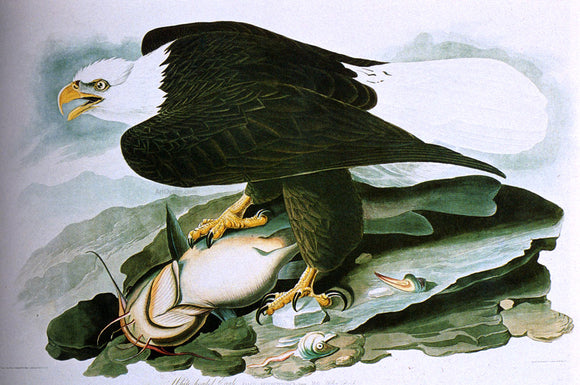  John James Audubon The Bald-Headed Eagle From Birds Of America - Canvas Art Print
