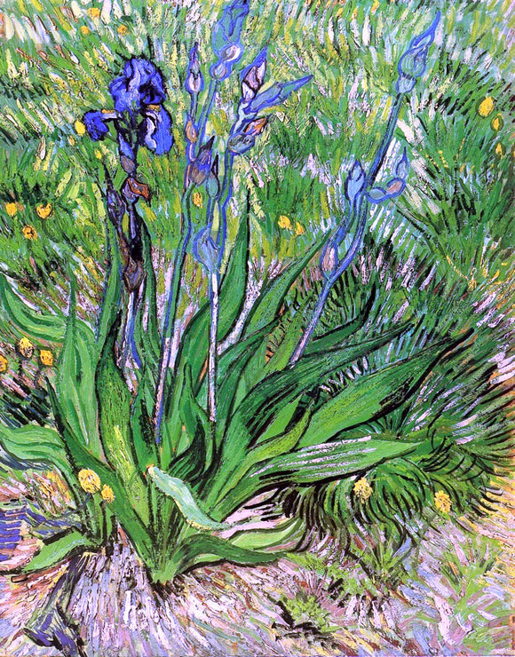  Vincent Van Gogh The Iris - Canvas Art Print