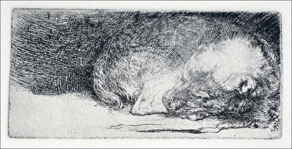  Rembrandt Van Rijn The Little Dog Sleeping - Canvas Art Print