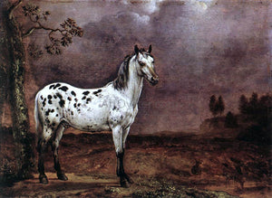  Paulus Potter A Spotted Horse - Canvas Art Print