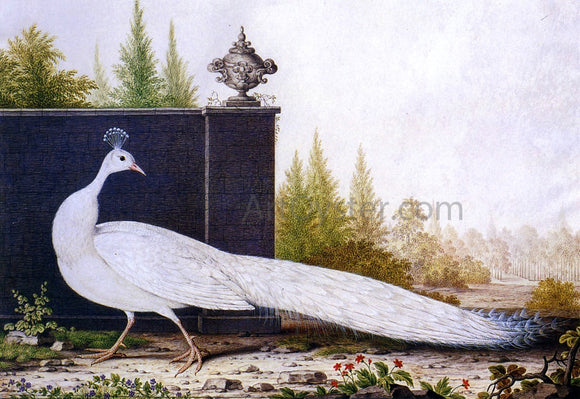  Nicolas Robert The White Peacock - Canvas Art Print