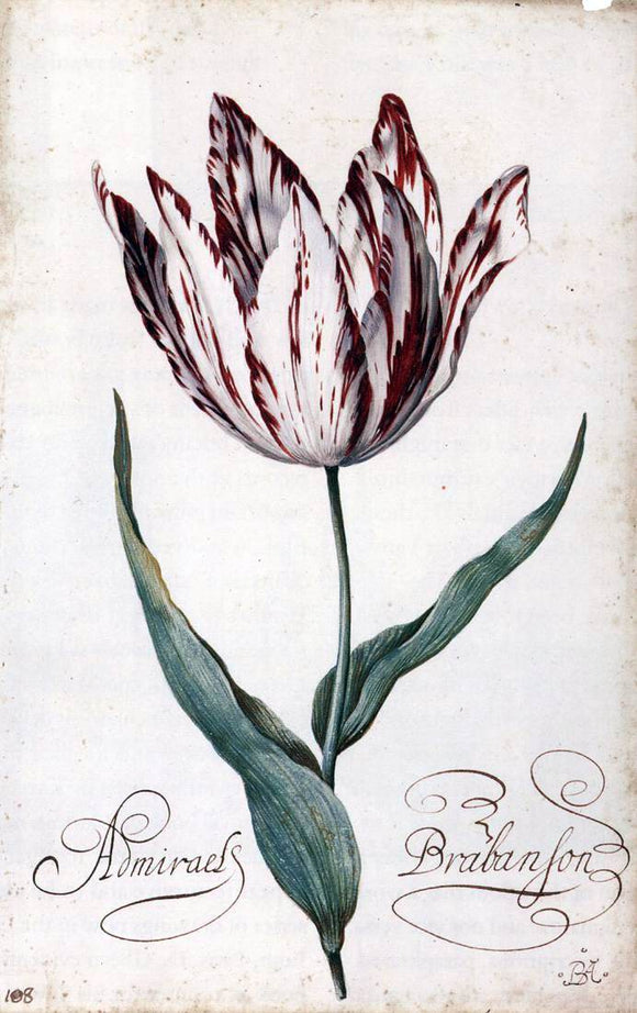  Balthasar Van der Ast Tulip - Canvas Art Print