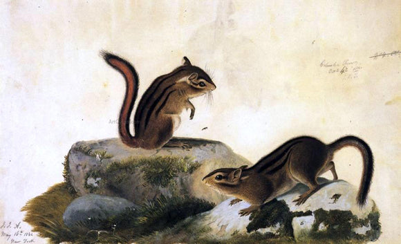  John James Audubon Two Ground Squirrels - Canvas Art Print