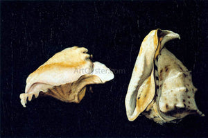  Filippo Napoletano Two Shells - Canvas Art Print