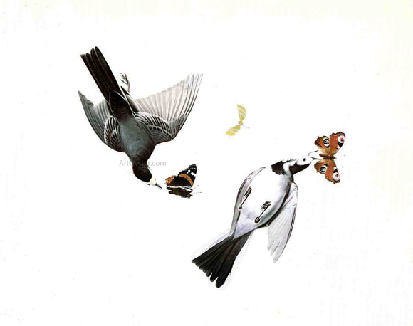  John James Audubon Wagtails - Canvas Art Print