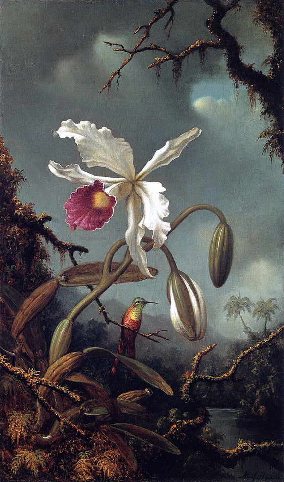  Martin Johnson Heade White Brazilian Orchid - Canvas Art Print