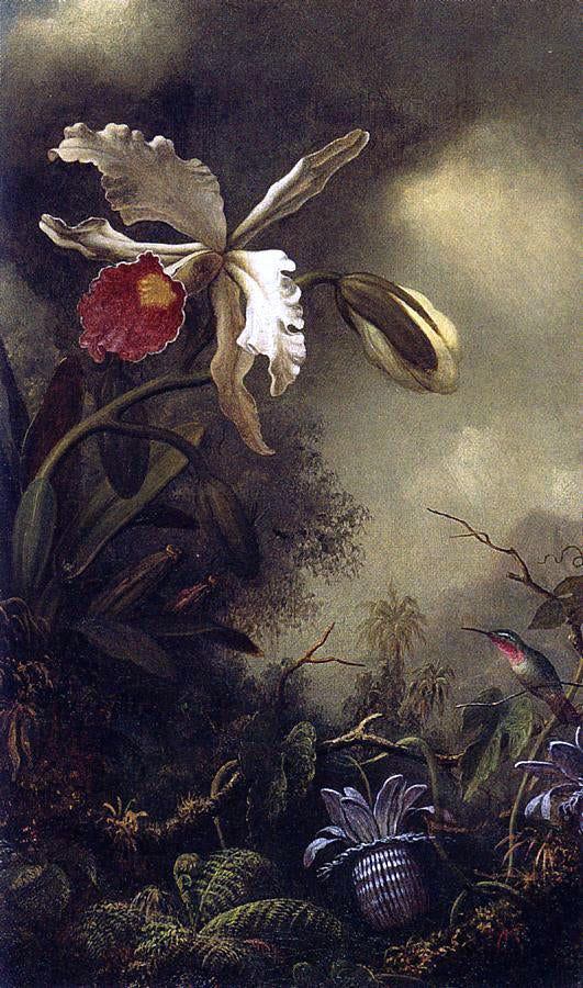  Martin Johnson Heade White Orchid and Hummingbird - Canvas Art Print