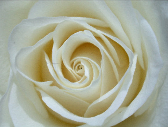  Our Original Collection White Rose Detail - Canvas Art Print