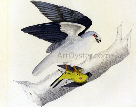  John James Audubon White-Tailed Kite - Canvas Art Print