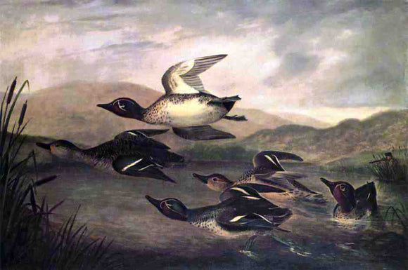  John Woodhouse Audubon Wild Ducks Rising - Canvas Art Print
