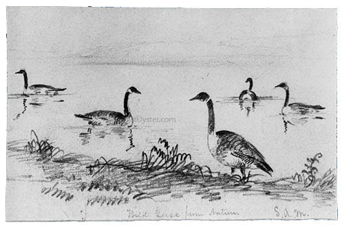  Shepard Alonzo Mount Wild Geese (from McGuire Scrapbook) - Canvas Art Print
