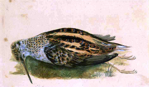  John James Audubon Woodcock - Canvas Art Print