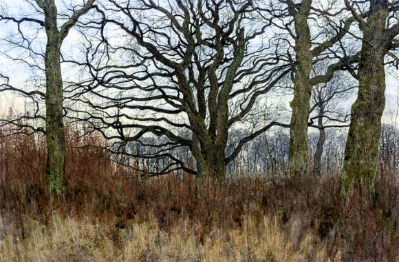  William Fraser Garden Woodland Scene at Twilight - Canvas Art Print